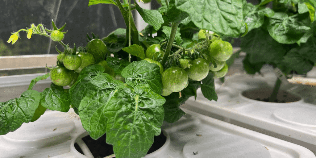 Dutch Bucket hydroponic tomato system display showing healthy plants.