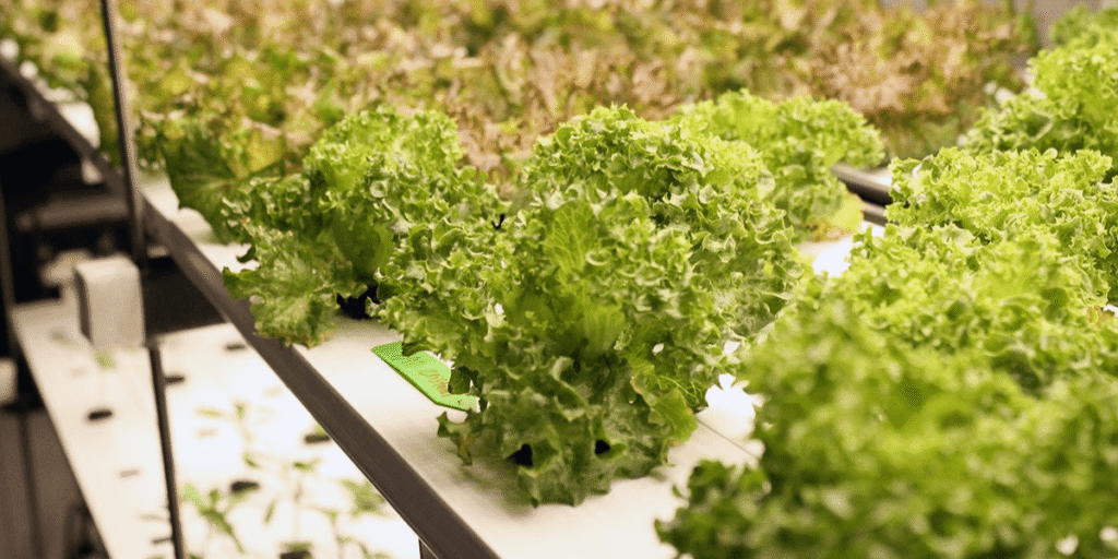 Vegetables growing on floating trays in greenhouse.