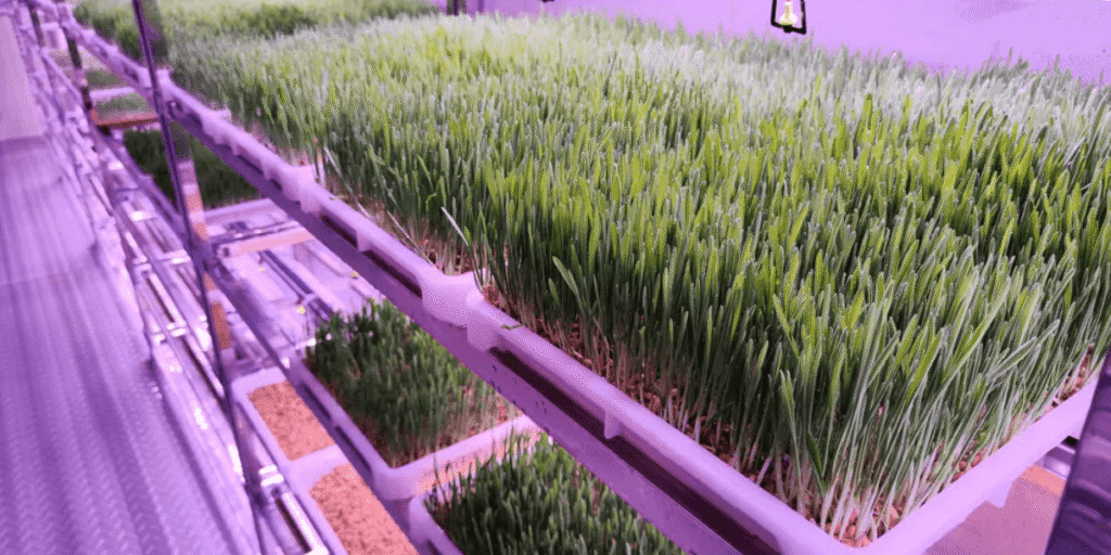 Hydroponic fodder growing under indoor LED grow lights in a controlled room.