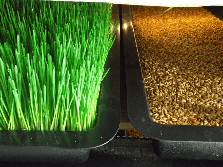 Close-up view of fodder seedlings and sprouting seeds with clear texture detail.