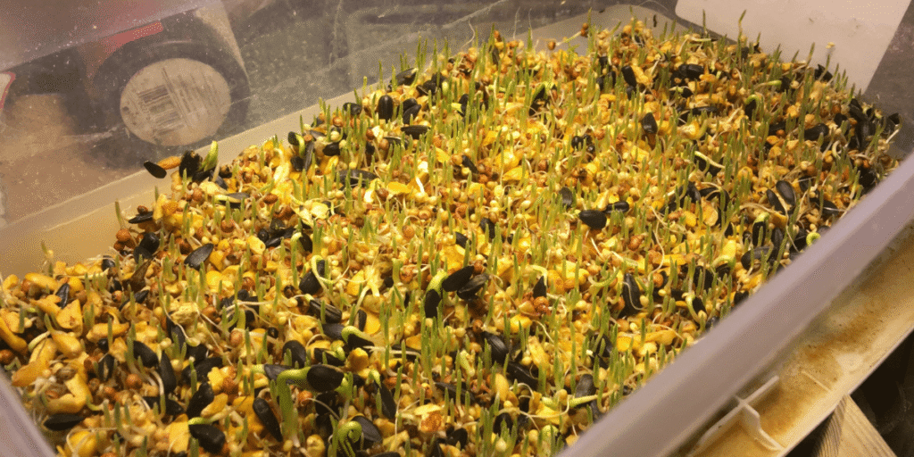 Close-up view of fodder seeds germinating with visible tiny sprouts.