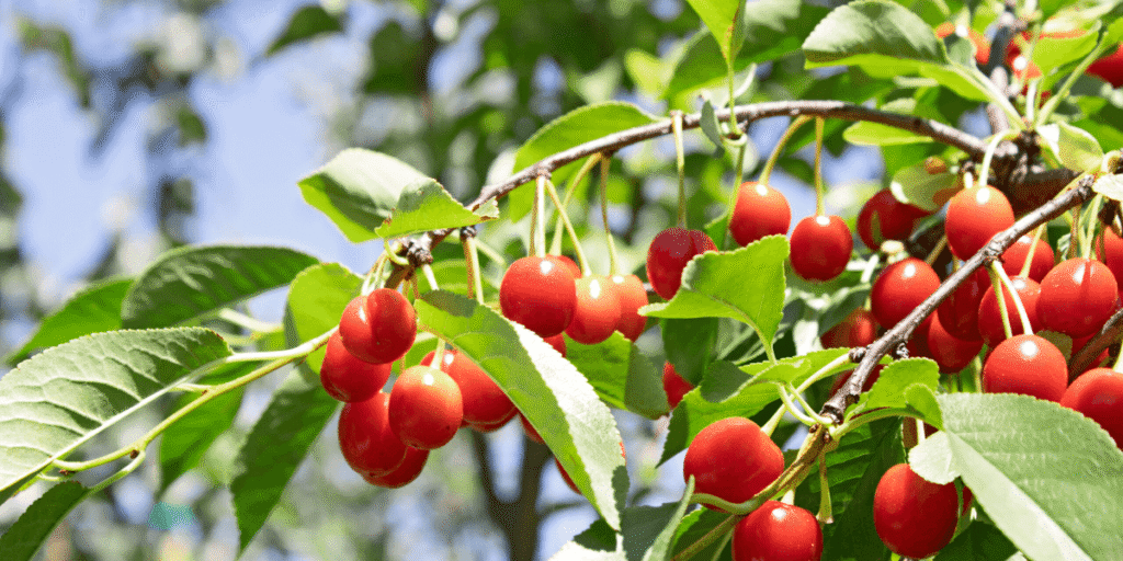 Delicious cherries thriving in a modern hydroponic greenhouse.