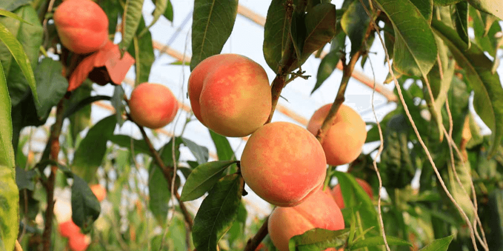 Fresh juicy peaches ripening in a greenhouse environment.