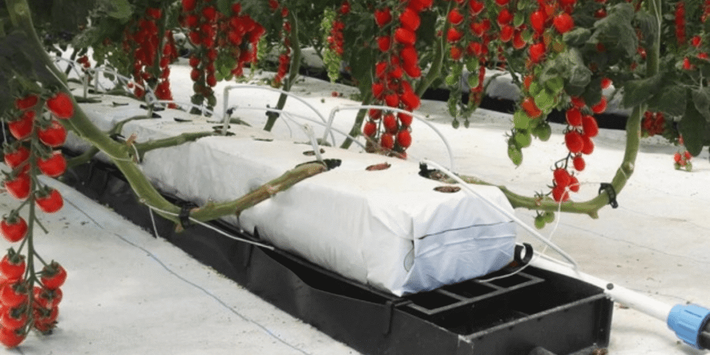 Tomatoes growing in a commercial greenhouse.