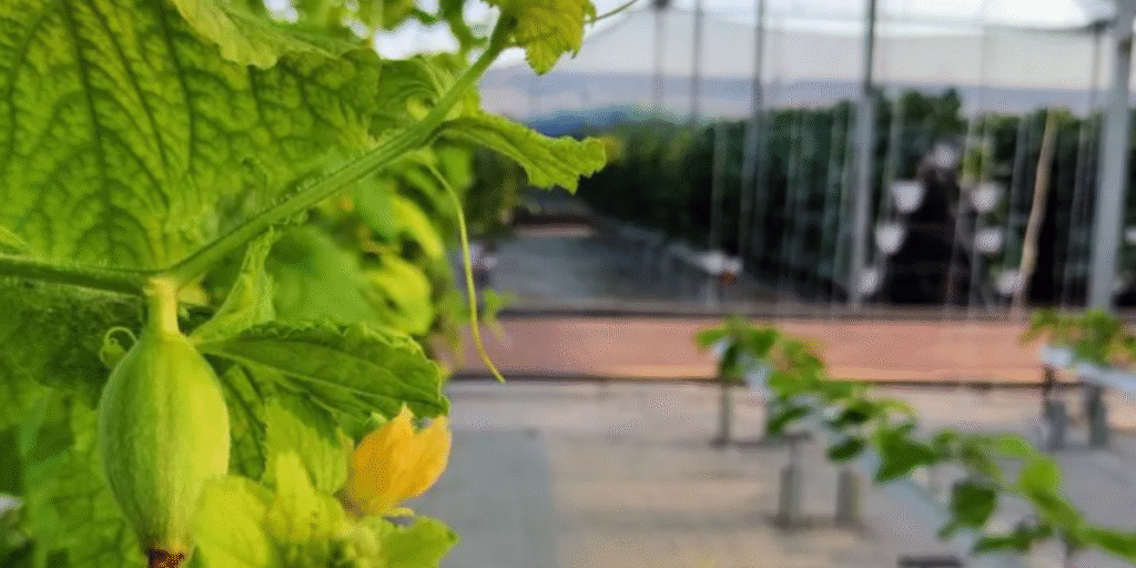 Vegetables and fruits thriving in a hydroponic commercial greenhouse.
