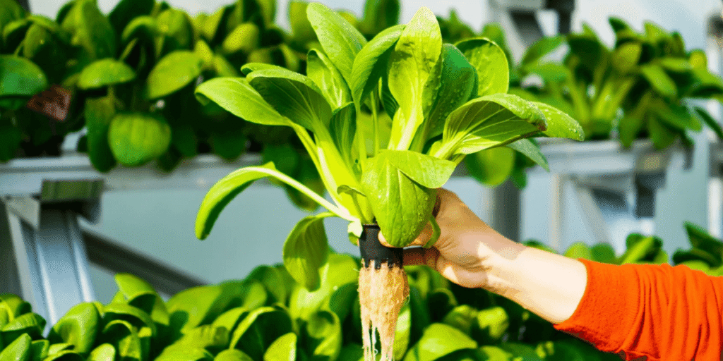 Fresh vegetables growing in a commercial greenhouse.