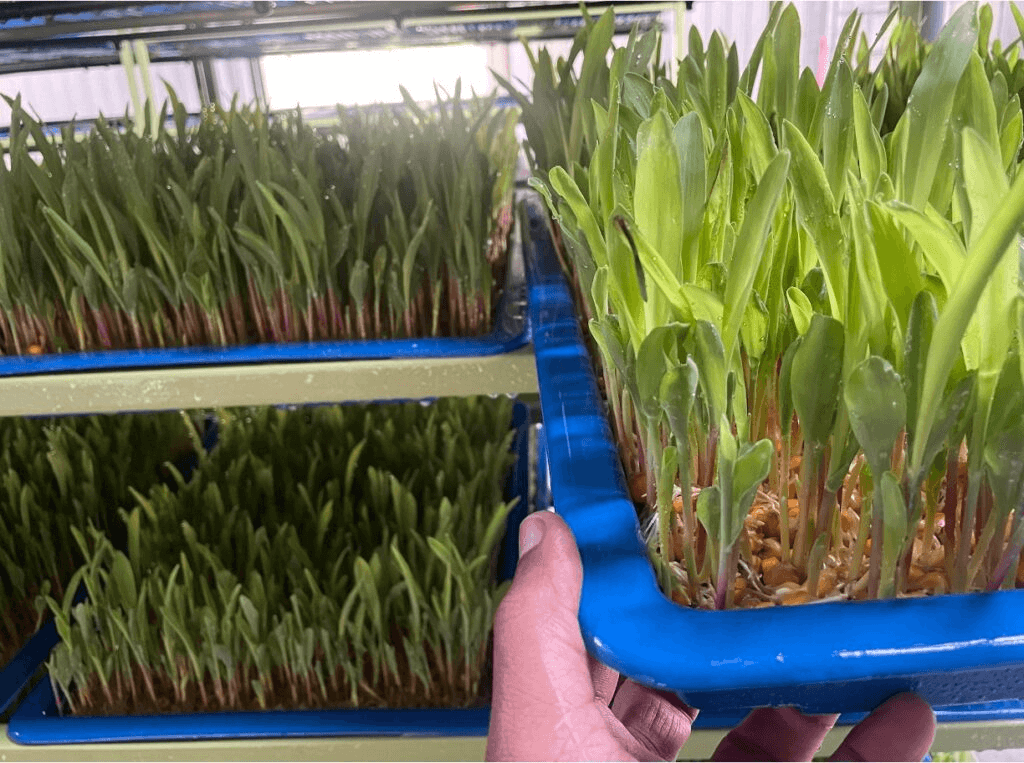 A hand holding and inspecting young hydroponic fodder seedlings during growth.