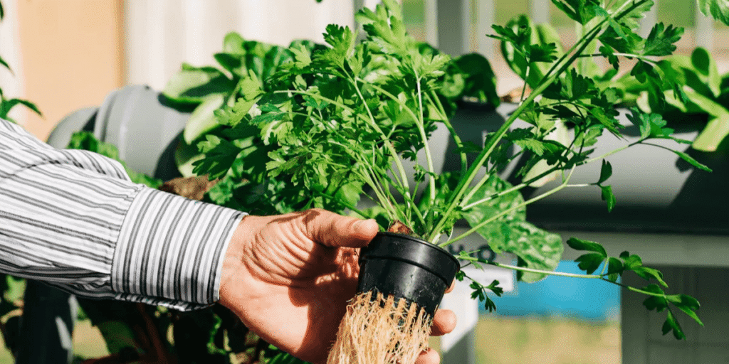 Close-up of freshly harvested vegetables in greenhouse.
