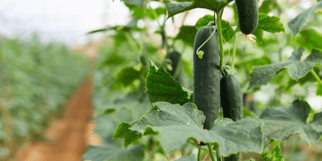 Close-up of healthy cucumbers growing in greenhouse.