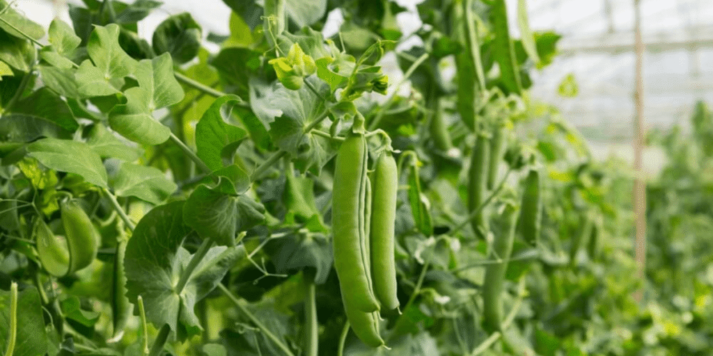 Close-up of healthy peas growing in greenhouse.