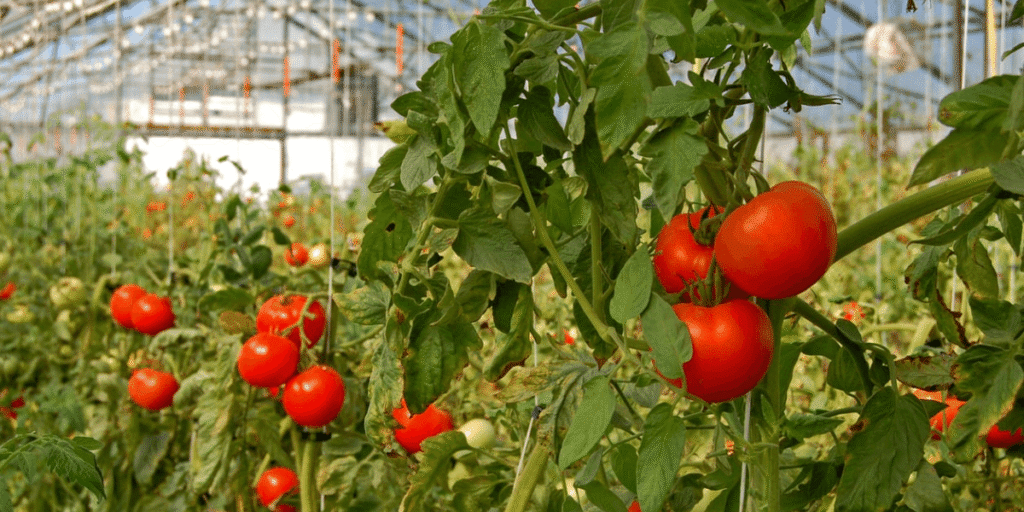 Well-grown tomatoes inside a greenhouse.