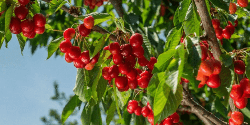 Juicy red cherries growing in a modern hydroponic commercial greenhouse.