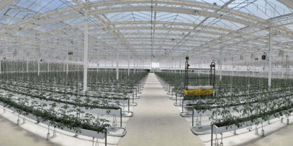 Overview of hydroponic commercial greenhouse planting system.