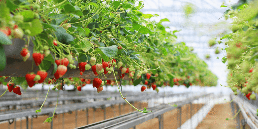 Fresh strawberries growing in a hydroponic commercial greenhouse.