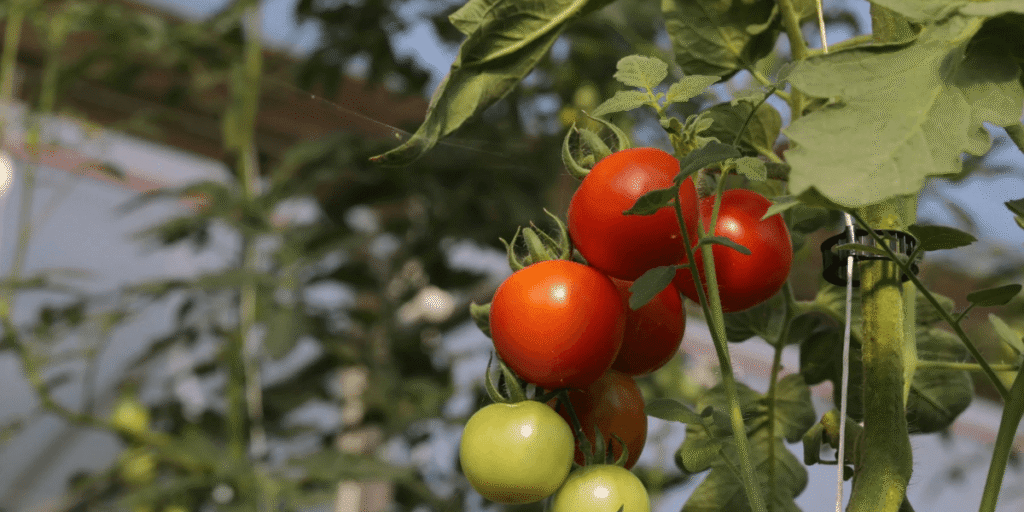 Ripe tomatoes growing in a hydroponic commercial greenhouse.