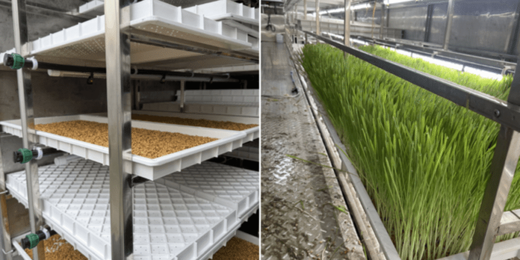 Hydroponic fodder showing germination and early growth stages.