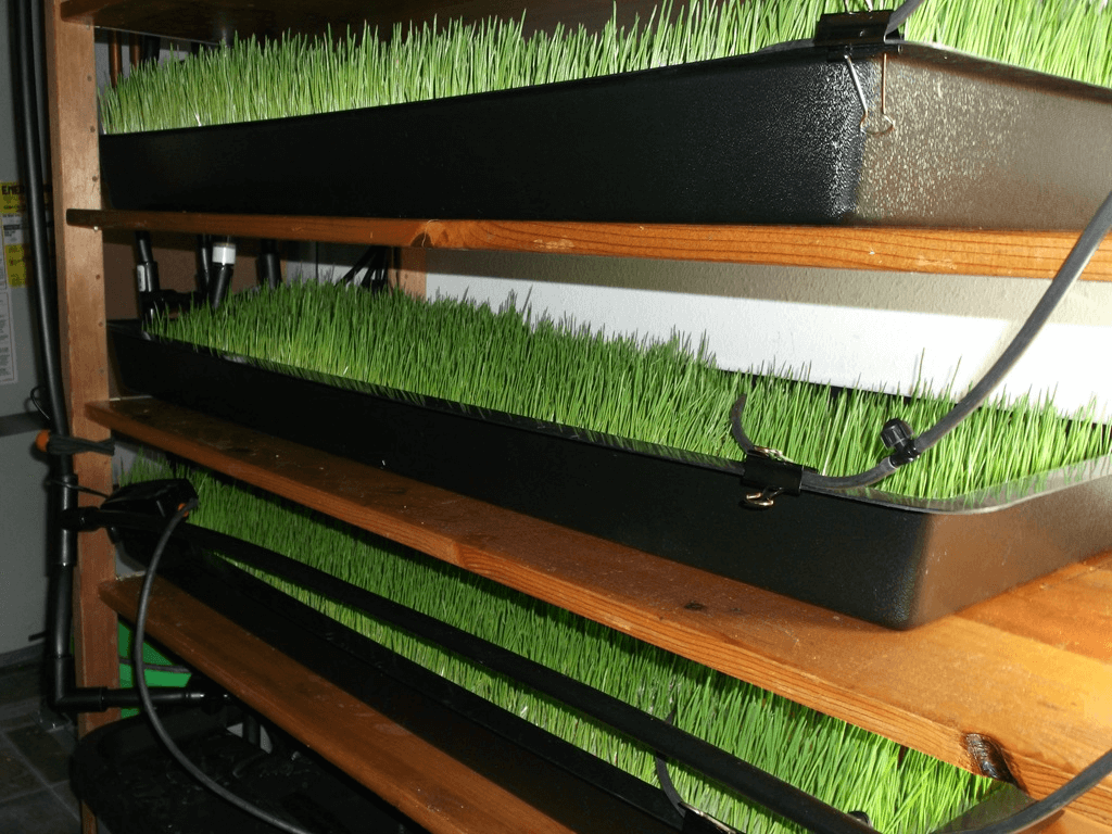 Hydroponic fodder growing in a nutrient water tray inside a controlled environment.