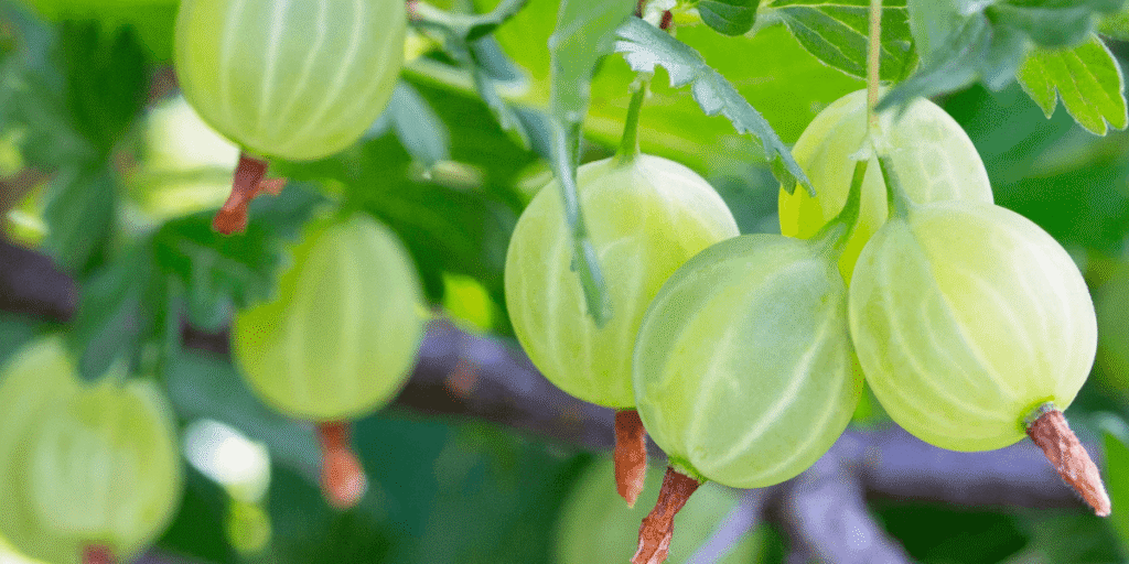 Crystal grapes cultivated in a hydroponic greenhouse system.
