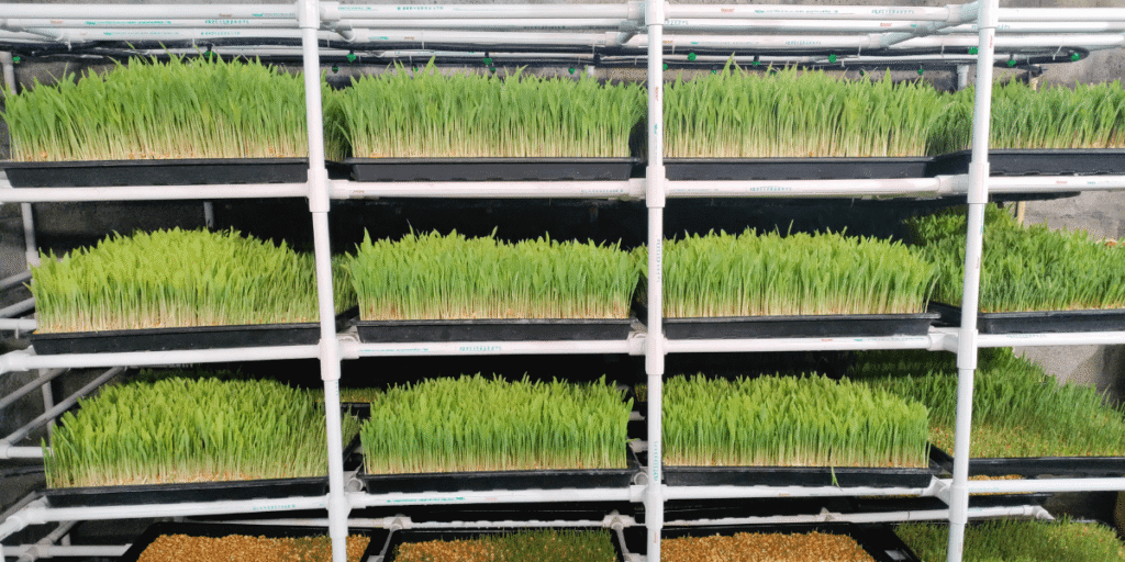 Hydroponic grow trays used for large-scale fodder production.