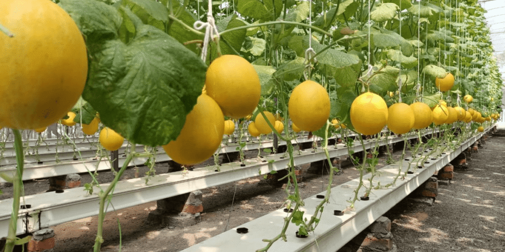 Sweet Hami melons cultivated in a hydroponic commercial greenhouse.