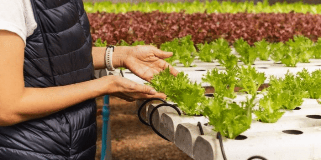 Hydroponically grown lettuce in greenhouse.