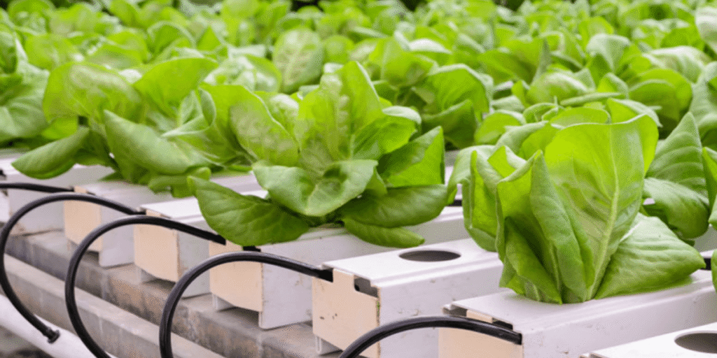 Hydroponic NFT pipes setup inside a commercial greenhouse.