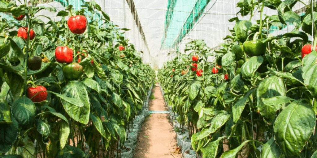 Space peppers flourishing in a controlled greenhouse environment.