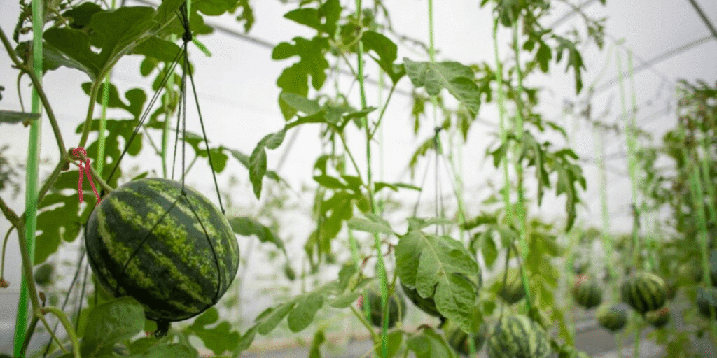 Large-scale watermelon cultivation in a hydroponic commercial greenhouse.