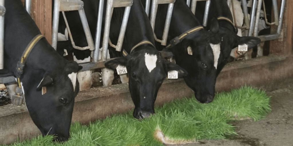 Lambs eating freshly grown green fodder.