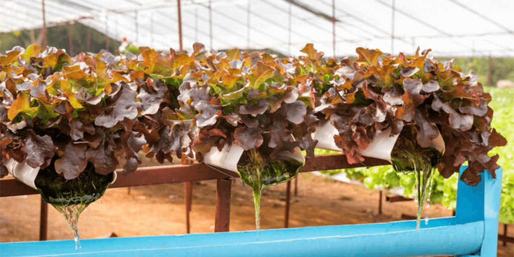 Vegetables thriving and growing robustly in greenhouse.