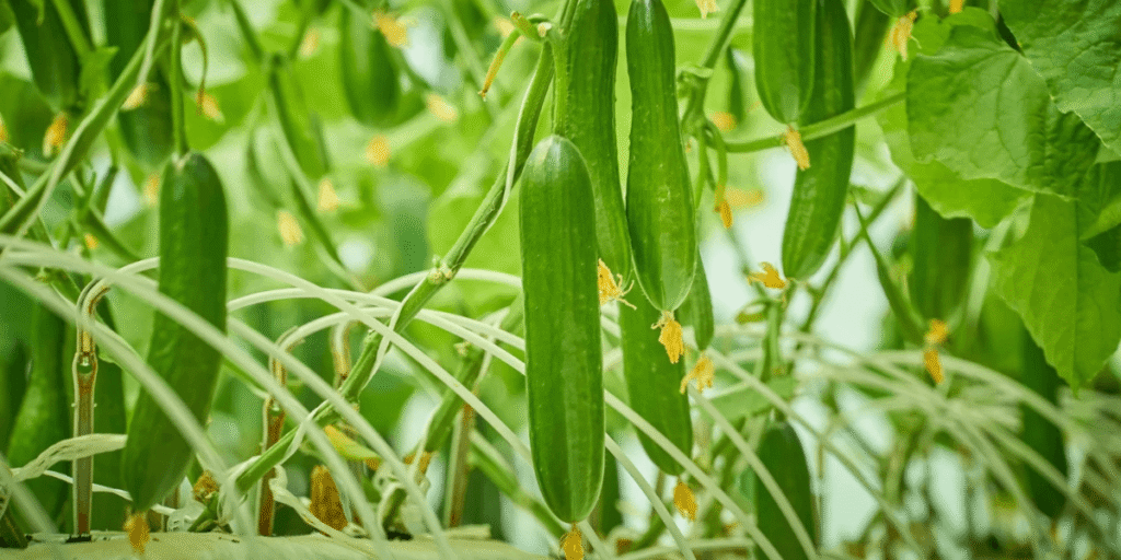 Lush cucumbers growing vigorously in a hydroponic greenhouse.
