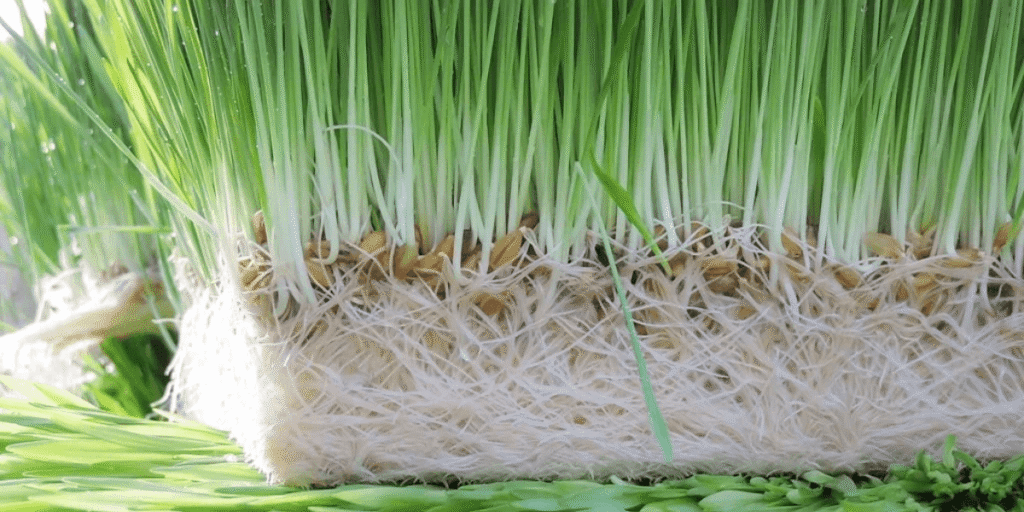 Lush green hydroponic fodder with dense and healthy growth.