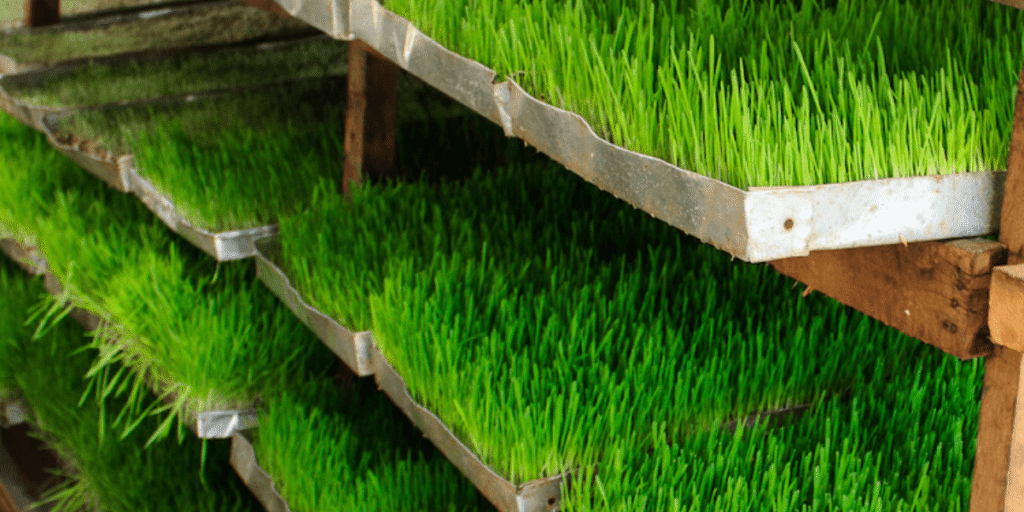 Dense and healthy hydroponic fodder growing in a controlled environment.