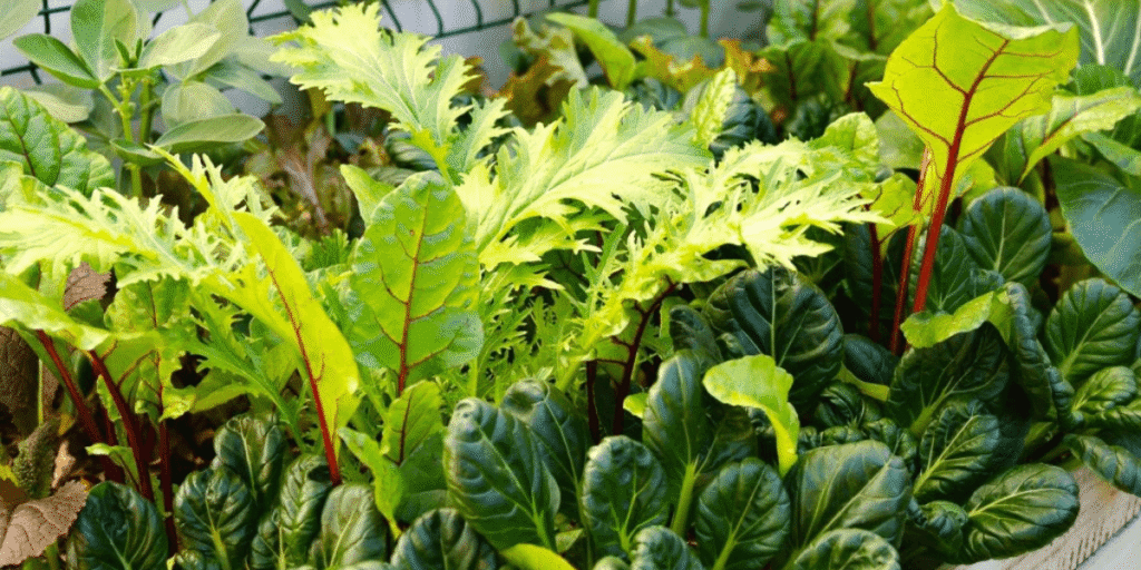 Various types of vegetables growing in greenhouse.