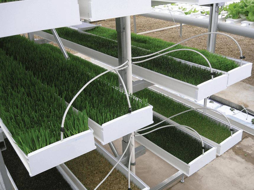 NFT hydroponic system producing young green fodder in rows.