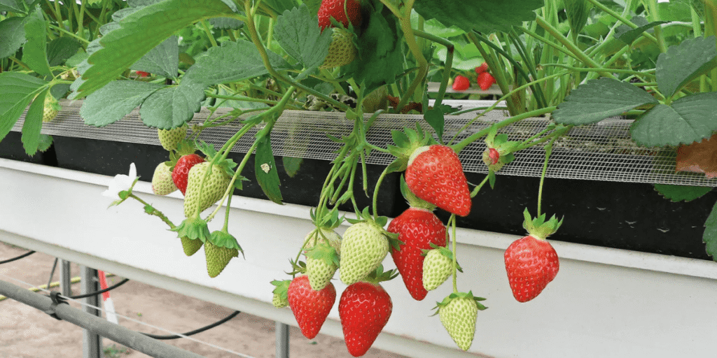 Strawberries cultivated in NFT hydroponic channels inside the greenhouse.