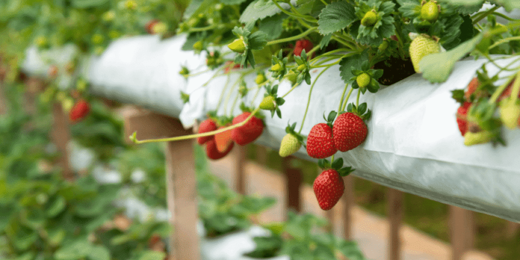 Colorful strawberries growing healthily in greenhouse.