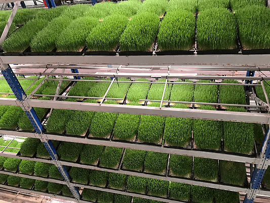 Vertical hydroponic tower growing lush green fodder indoors.