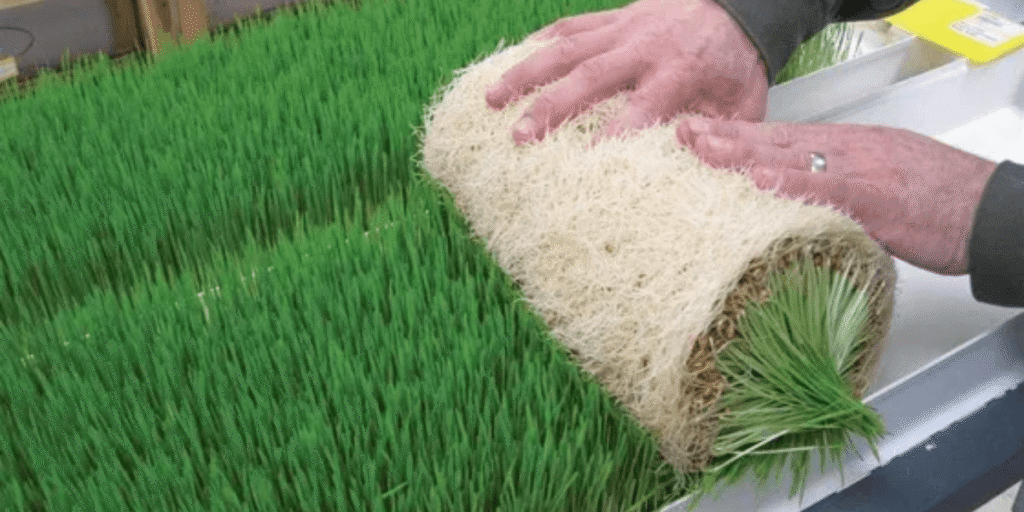 Farm worker harvesting mature hydroponic fodder from the growing trays.