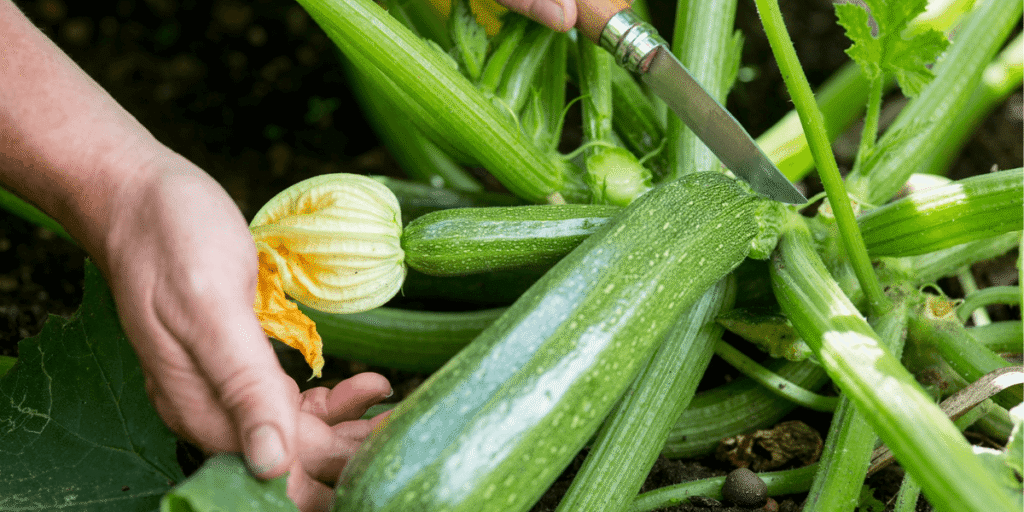 Zucchinis ready for harvest in a thriving hydroponic greenhouse.