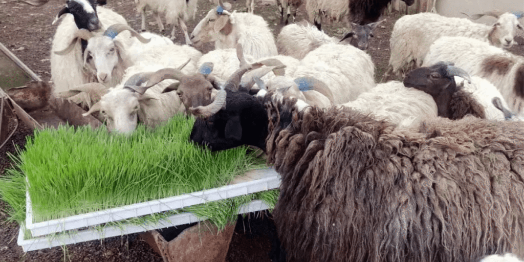 Livestock eating freshly grown hydroponic fodder.