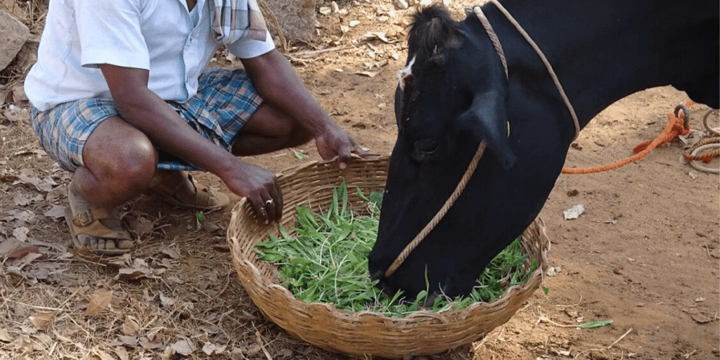 A calf eating nutrient-rich hydroponic fodder with roots and solution.