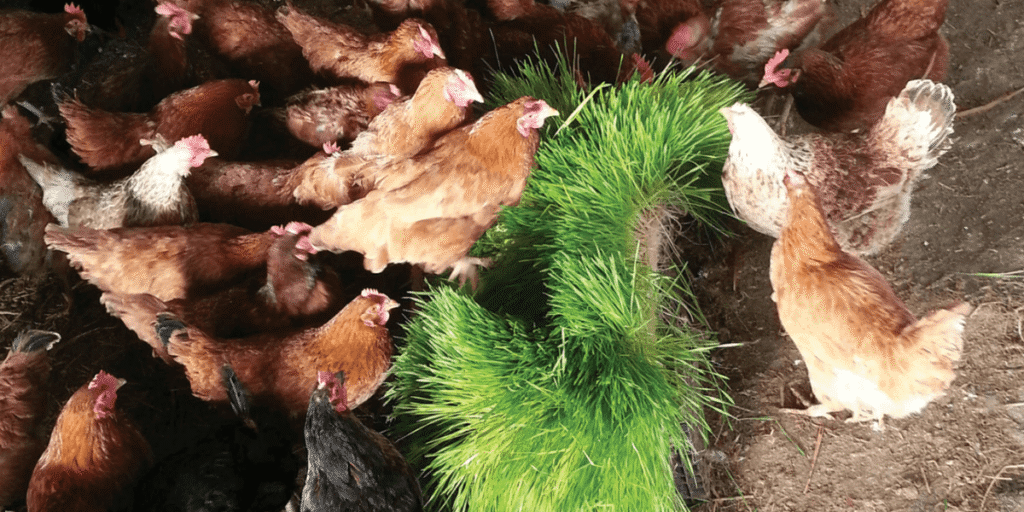 Chickens enjoying fresh hydroponic fodder in a clean feeding area.