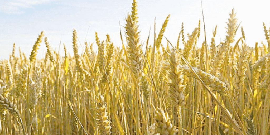 Close-up of planted barley sprouting in a hydroponic system.