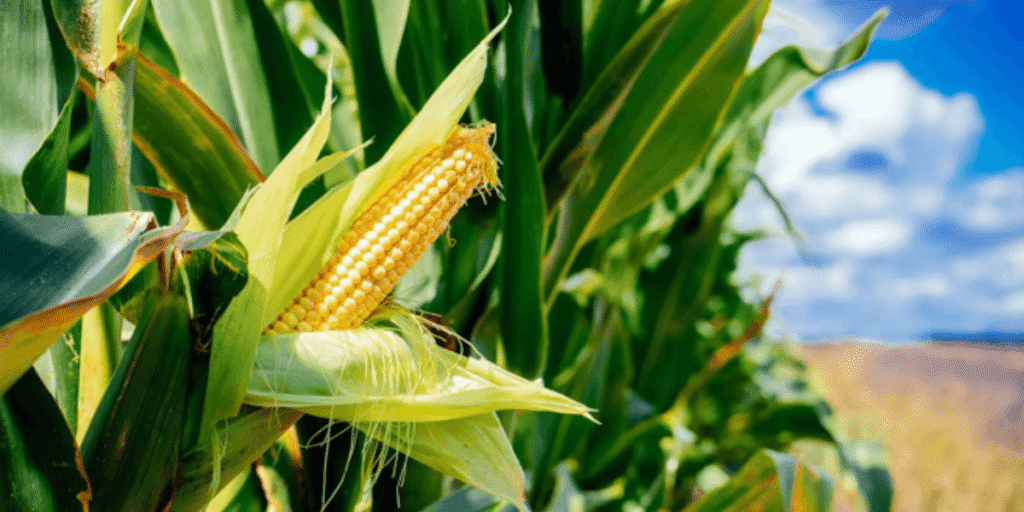 Close-up shot of planted corn seeds sprouting in a hydroponic tray.