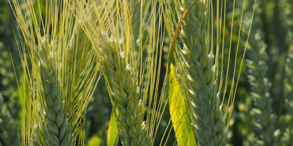 Close-up view of freshly planted oats growing in a hydroponic tray.