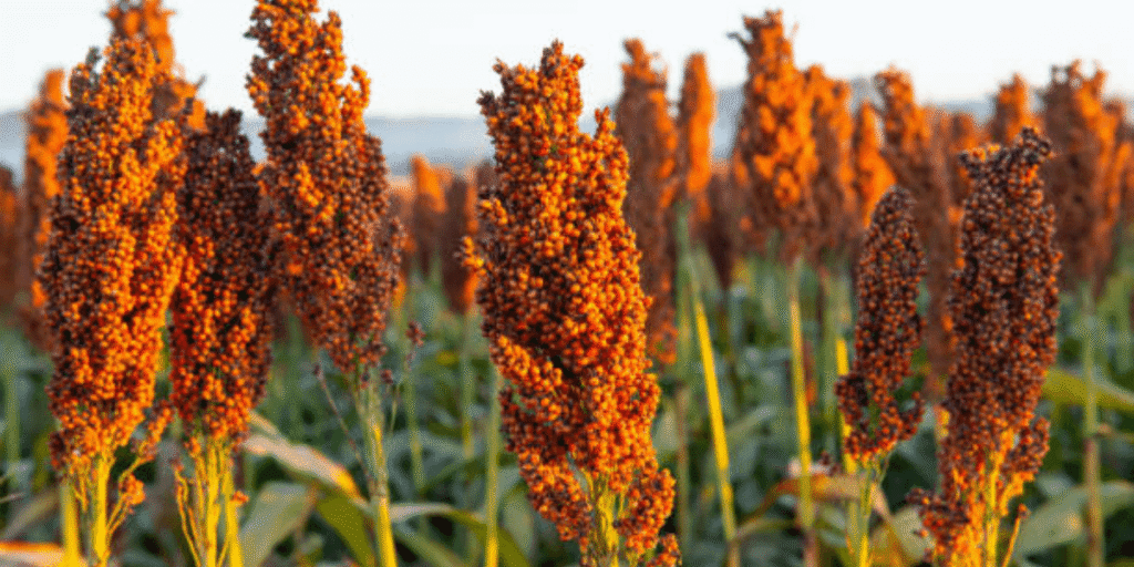 Close-up of planted sorghum seedlings growing in a hydroponic setup.