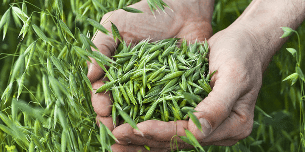 Close-up shot of planted wheat seeds germinating in a hydroponic tray.