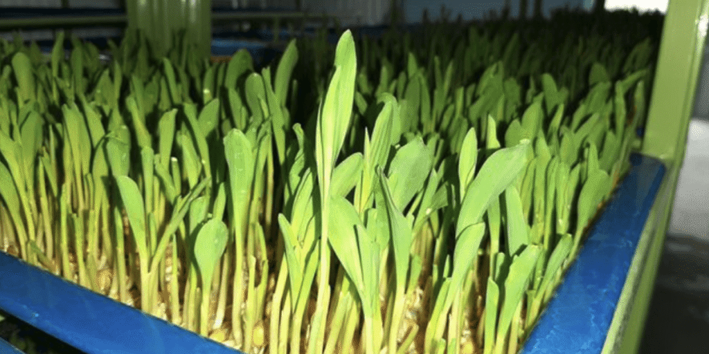 Fresh hydroponic fodder growing with vibrant green shoots.