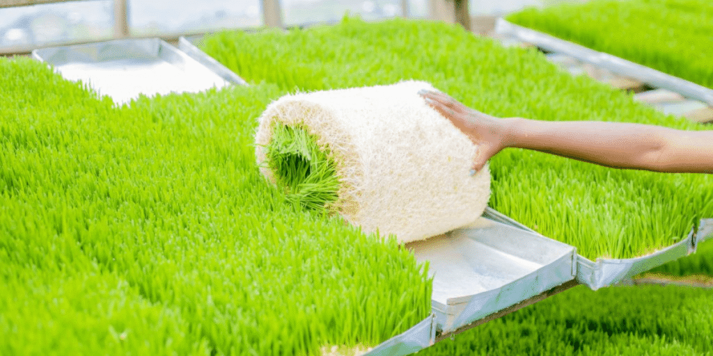 Hydroponic fodder growing inside a greenhouse farm with healthy green shoots.